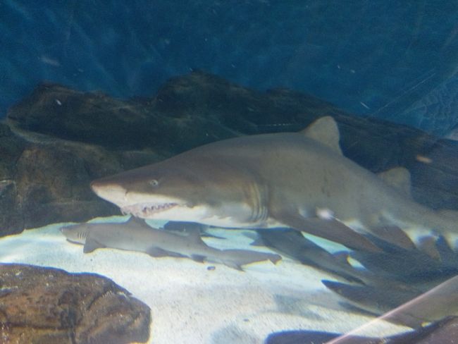 Shanghai Ocean Aquarium