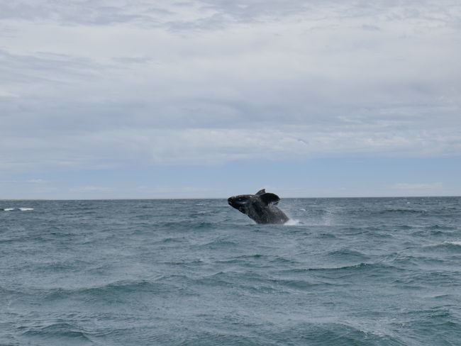 Ein Südkaper Wal im Golfo Nuevo