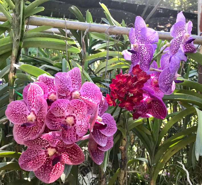 Bai Orchids Farm