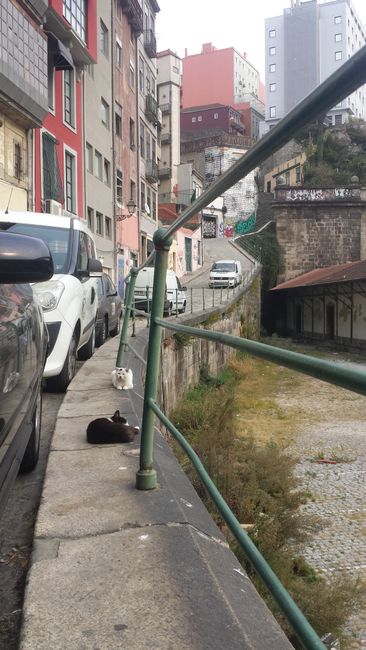 Straßenkatzen in Porto