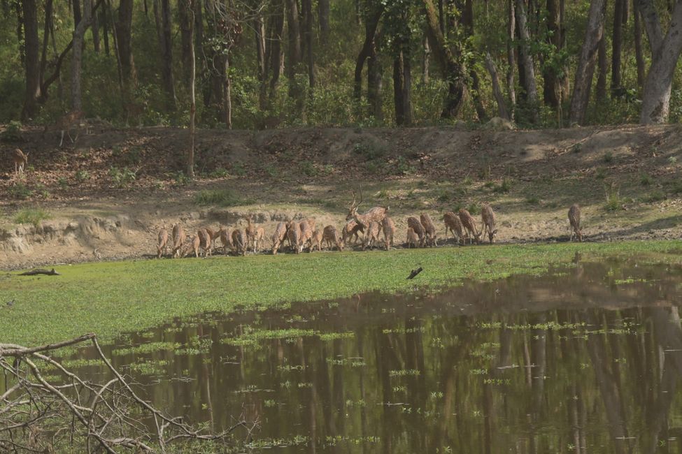 India - Madhya Pradesh - Kanha NP - Axis Deers