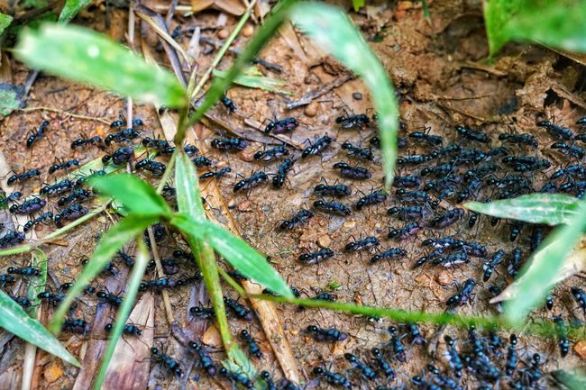 Riesige Ameisen beim Umzug