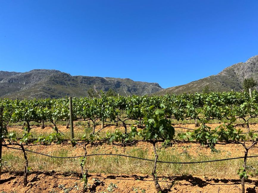 Stellenbosch 