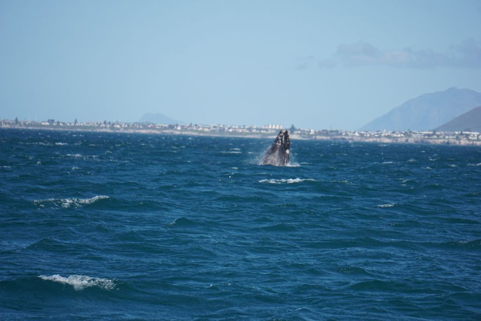 Hermanus ♥️