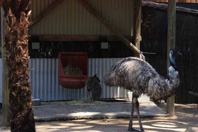 Emu und Wallaby