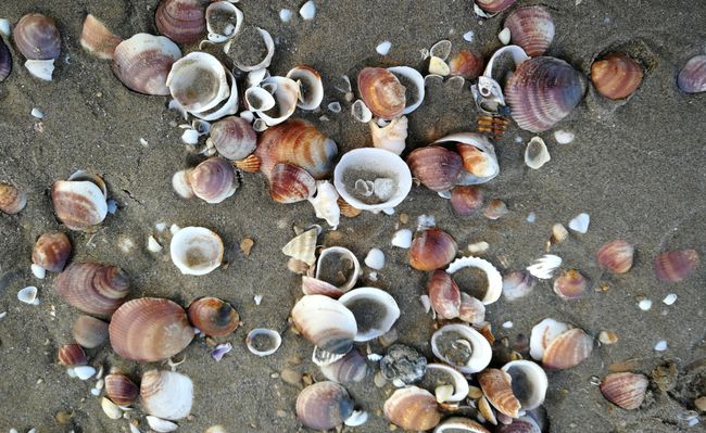 Shells as far as the eye can see