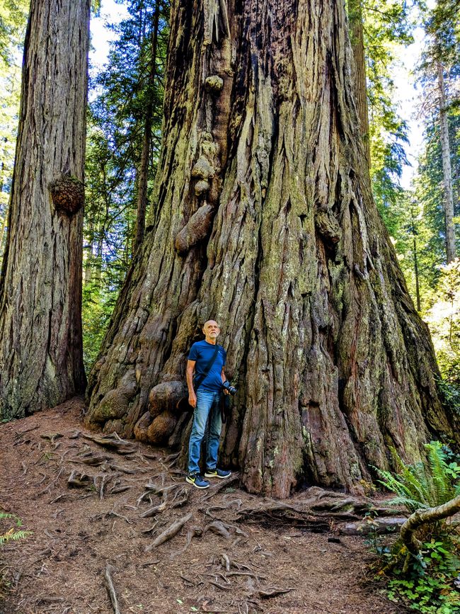 Redwood Nacia kaj Ŝtata Parko/Kalifornio