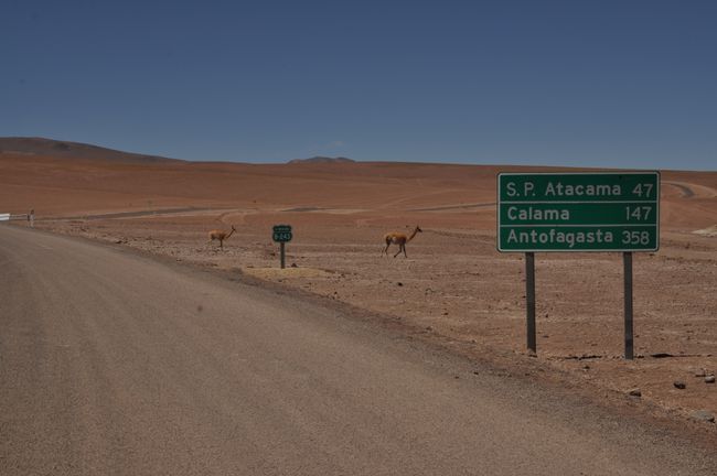 Selbst für Vicuñas gibt es in der Einöde nicht viel zu tun