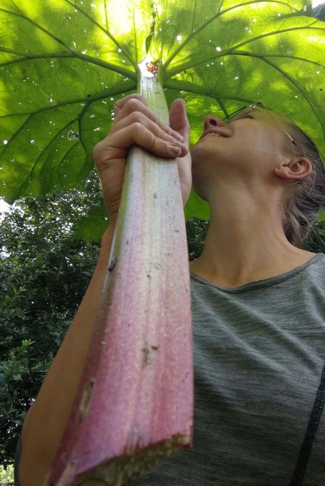 Huge rhubarb 😯 #aliceinwonderland