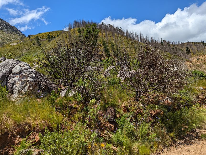 Biken im Jonkershoek Nature Reserve