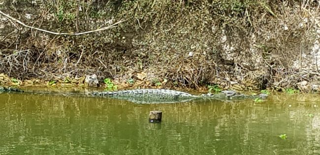 Crocodylus Park