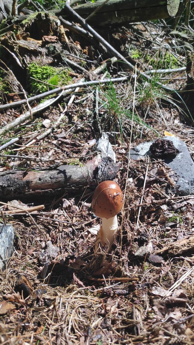 A mushroom, unfortunately not for drinking
