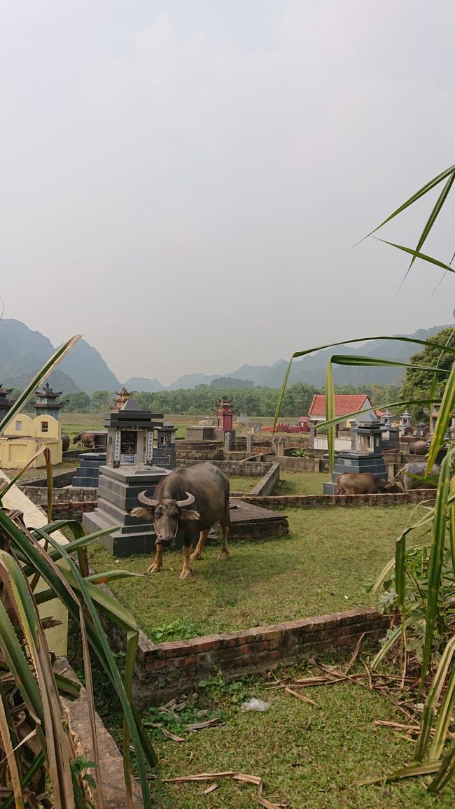 Ninh Binh, Water Buffalo