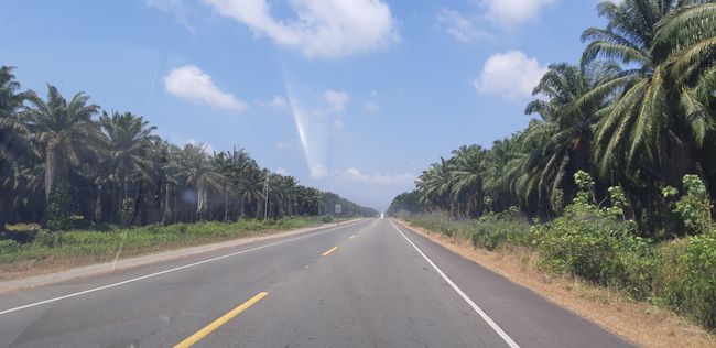 Palmölplantagen so weit das Auge reicht