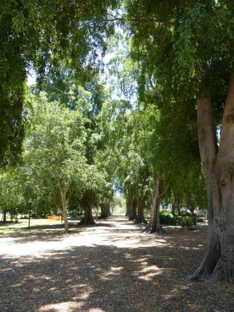 Avenue in the botanic gardens