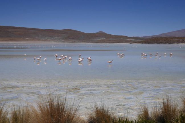 F: South Bolivia (Salt Flat, Andean Lagoons, Deserts, Licancabur)