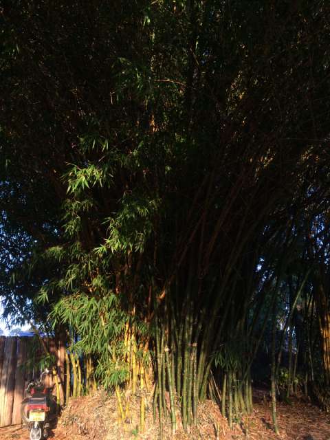 Bamboooo