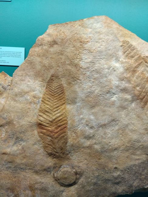 Fossil im Museum