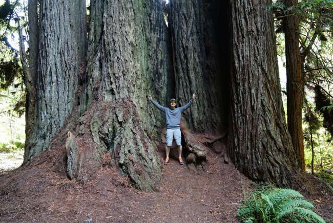 Day 9: Redwood