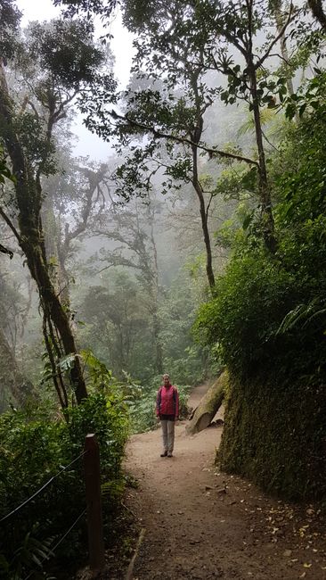Nebelwald Monteverde