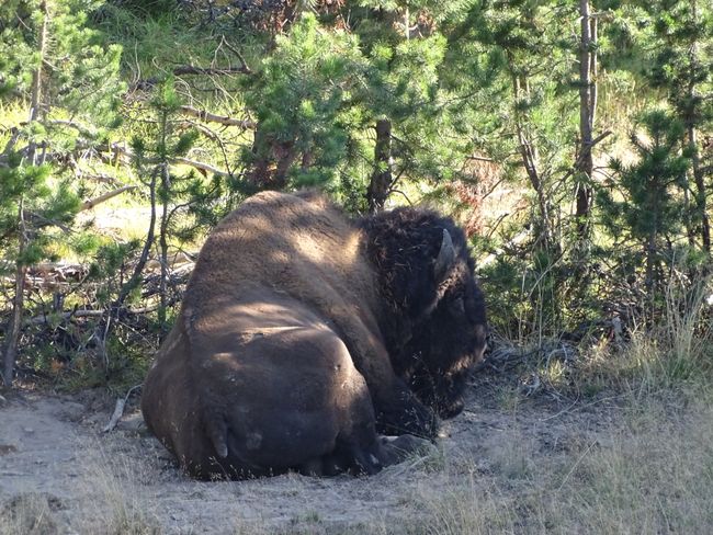 This bison has made itself comfortable next to a warm, bubbling, and stinking basin. 