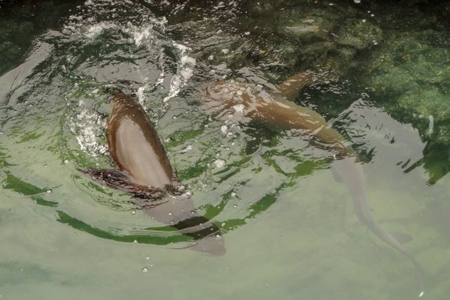 Tuljani se 'igraju' s morskim psima.