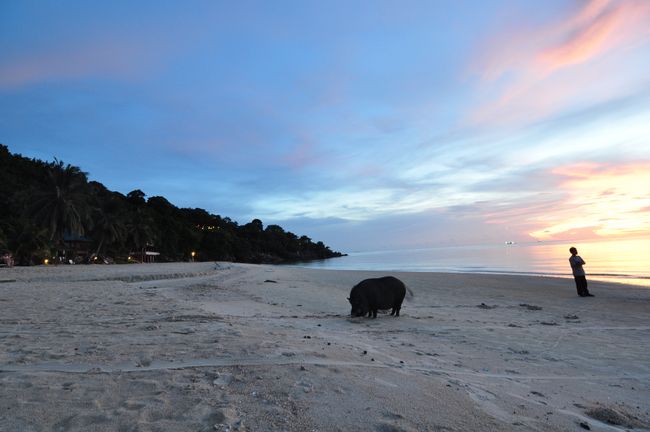 am Stran- lebendes Schwein in Thailand