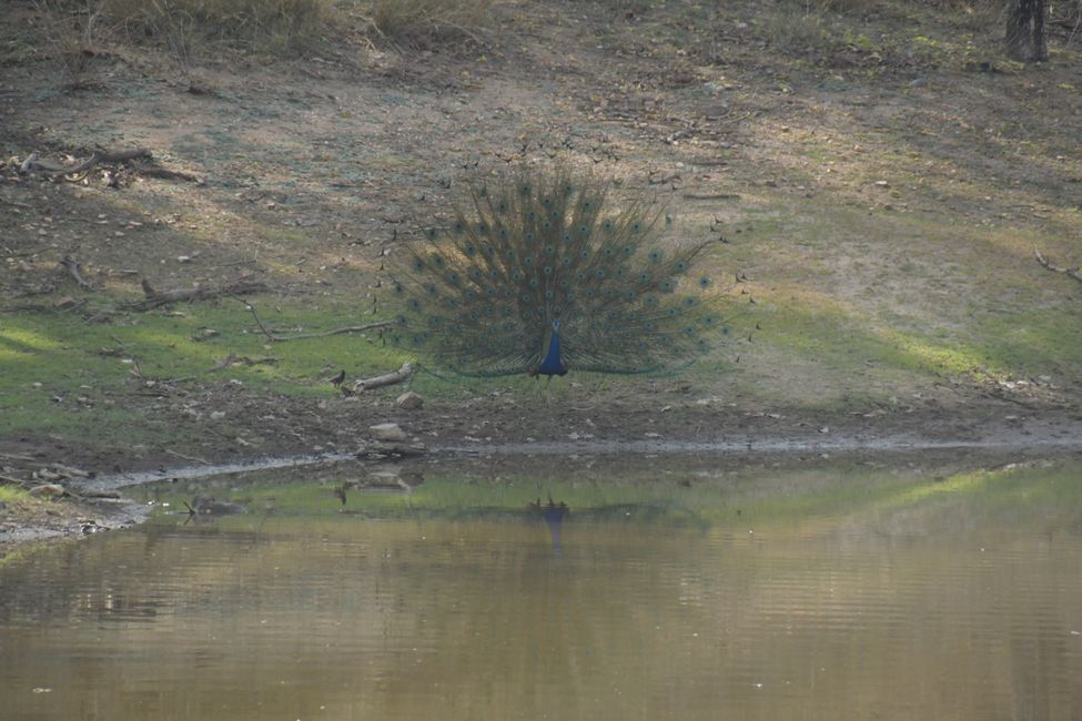 Pench NP - Peacock
