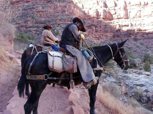 Reiter im Grand Canyon