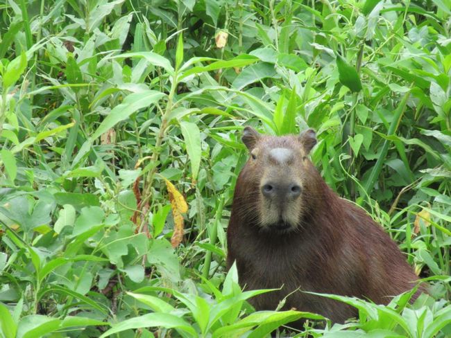 uuuuuund...schonwieder Capybara