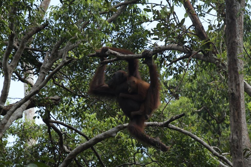 Orangutan at the first ranger station