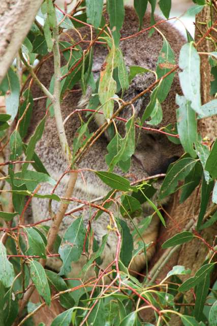 Der Philipp Isand Wildlife Park war auf jeden Fall den Besuch wert. Auch wenn ich als absoluter Zoo-Gegner Tierparks aller Art meide, konnte ich dem Känguru Füttern nicht wiederstehen. Koalas Kuscheln werde ich in Zukunft trotzdem nicht. Versprochen!