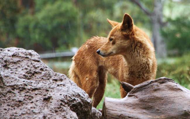Zu meiner Überraschung sehen Dingos aus wie ganz normale Hunde. Was für ein Glück dass ich mir Dingos im Wildlife Park angesehen habe und nicht erst im Outback raffe, dass sie eventuell eher weniger zahm sind, nachdem ich das vermeintlich verloren gegangene Hündchen angelockt habe.