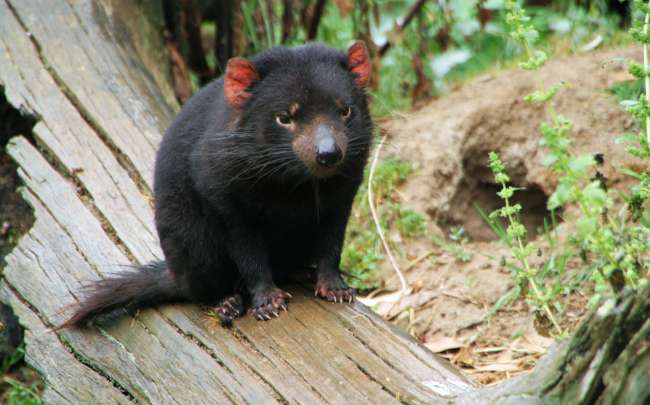 Ein tasmanischer Teufel. 