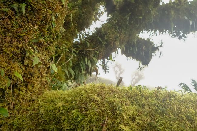 Beim Ausflug in den Podocarpus Nationalpark gab es vor allem viel Nebel zu sehen. Durch die hohe Feuchtigkeit wachsen überall Moose, die sich wie ein flauschiger Teppich um die Bäume legen. 