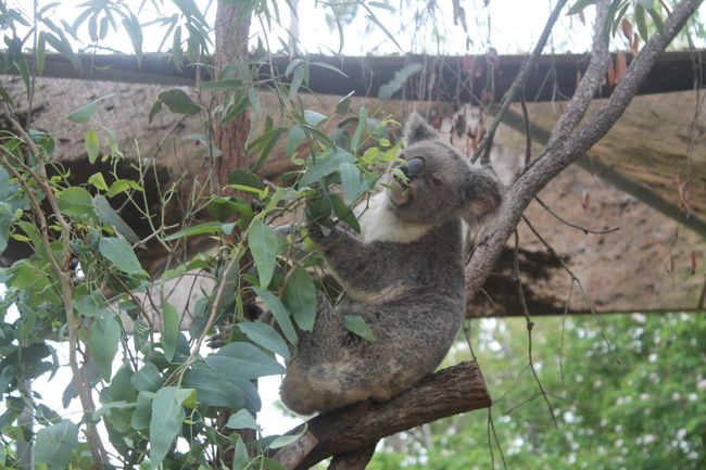 Koalas, always cute