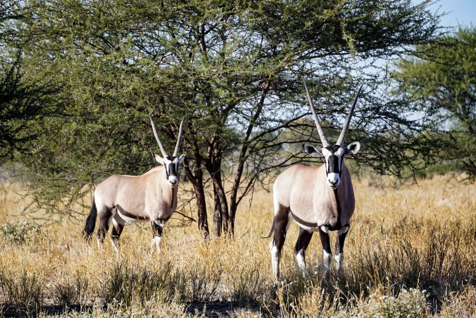 Oryx in the Central Kalahari Game Reserve