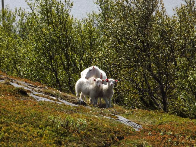 Korgfjell Society Sheep