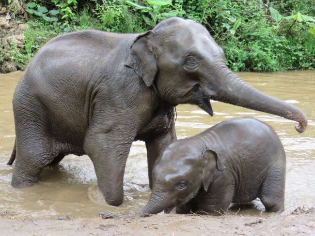 Thailand - Elephant Family Care