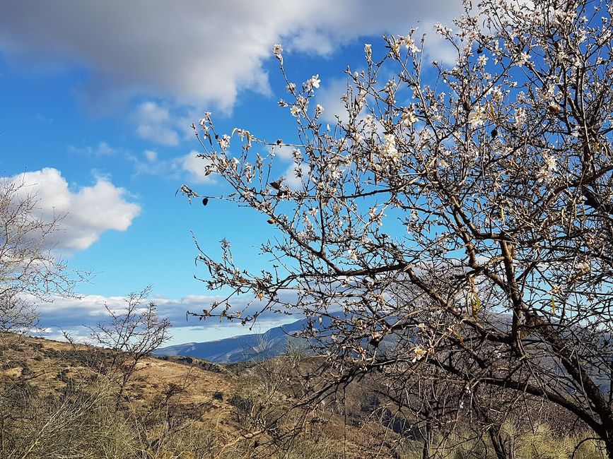 The almond trees are starting to bloom