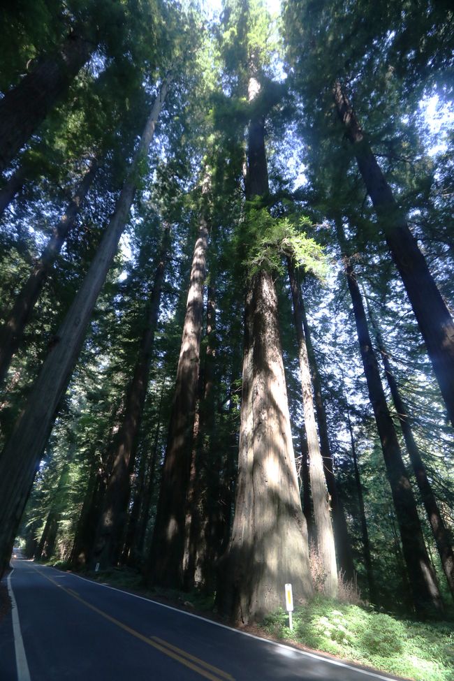 "Avenue Gigantum" - etiam magis arbor gigantum in California