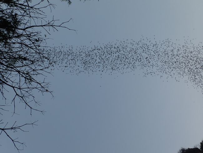 More bats (lasted about half an hour)
