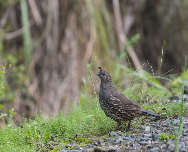 California quail (w)