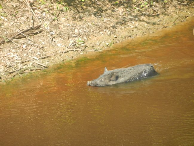 Pantanal Schwein/cerdito