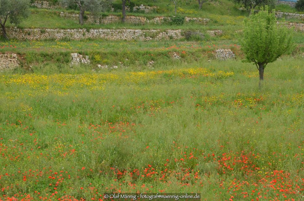 Field of flowers in Alberobello