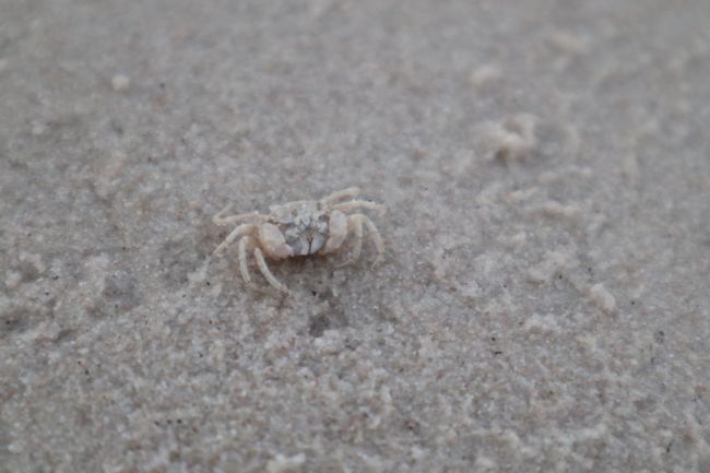 Eine Krabbe am Hua Hin Beach.