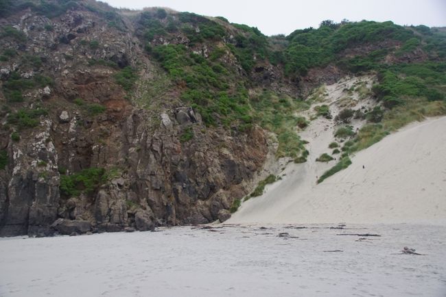 Sandfly Bay - rechts auf der Sanddüne befinden sich die Nester der Pinguine
