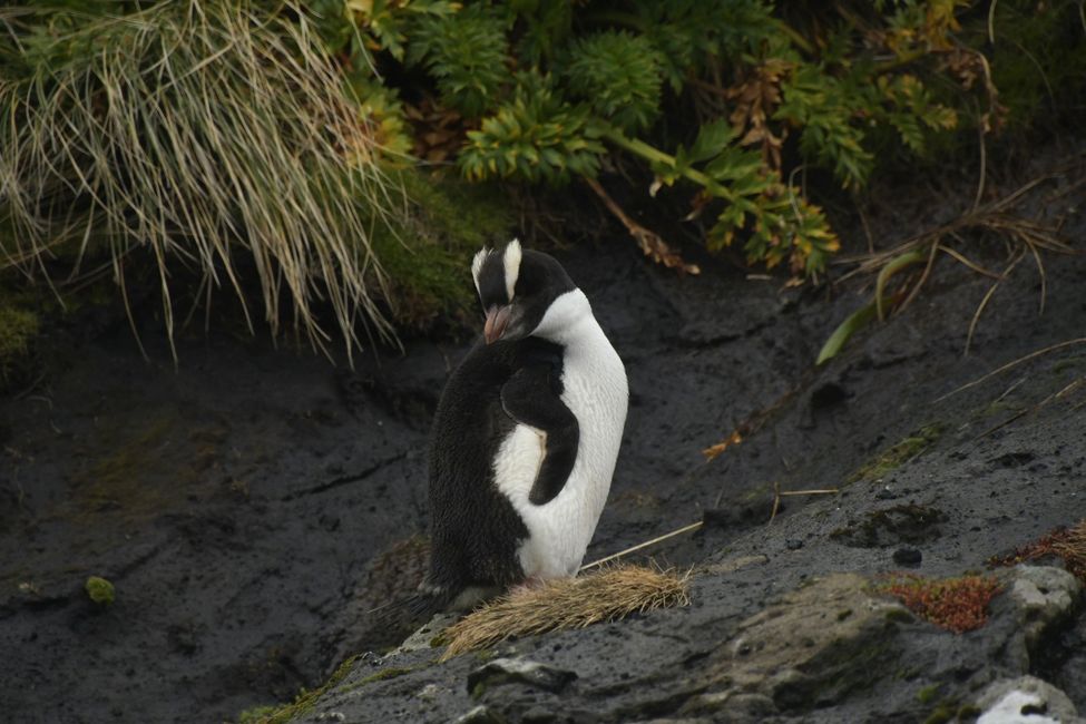 Campbell Islands - Royal Penguin