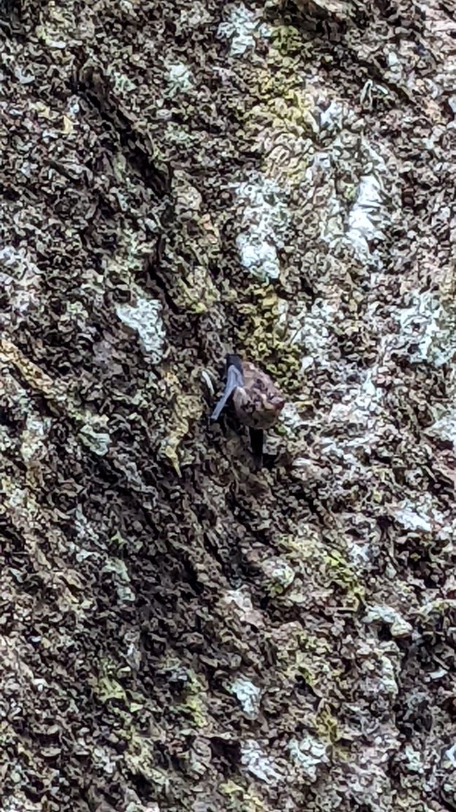 Fledermaus ☺️🦇