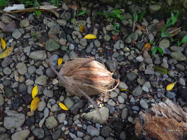 Highway Nr. 19 Hilo-Laupahoehoe, Big Island (Hawaii)